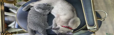 Kitten 1