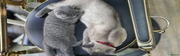 British Shorthair cats for sale: Healthy, Playful Kitten – Available Today in Manchester - Advert 2