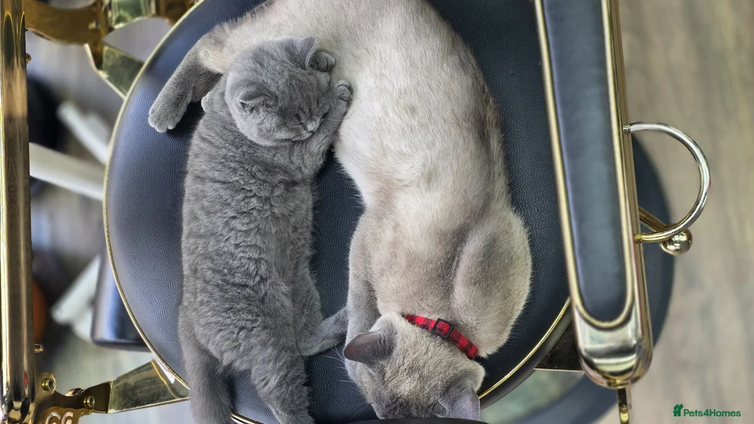 British Shorthair cats for sale: Healthy, Playful Kitten – Available Today in Manchester - Advert 2