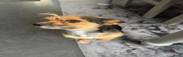 Mixed Breed dogs for sale: Dachshaund x Yorkshire cross Chihuahua x Yorkshire - Advert 8