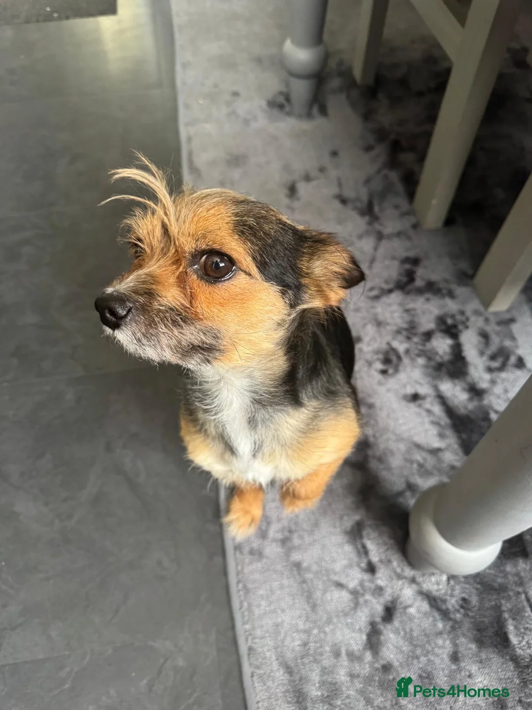 Mixed Breed dogs for sale: Dachshaund x Yorkshire cross Chihuahua x Yorkshire - Advert 8