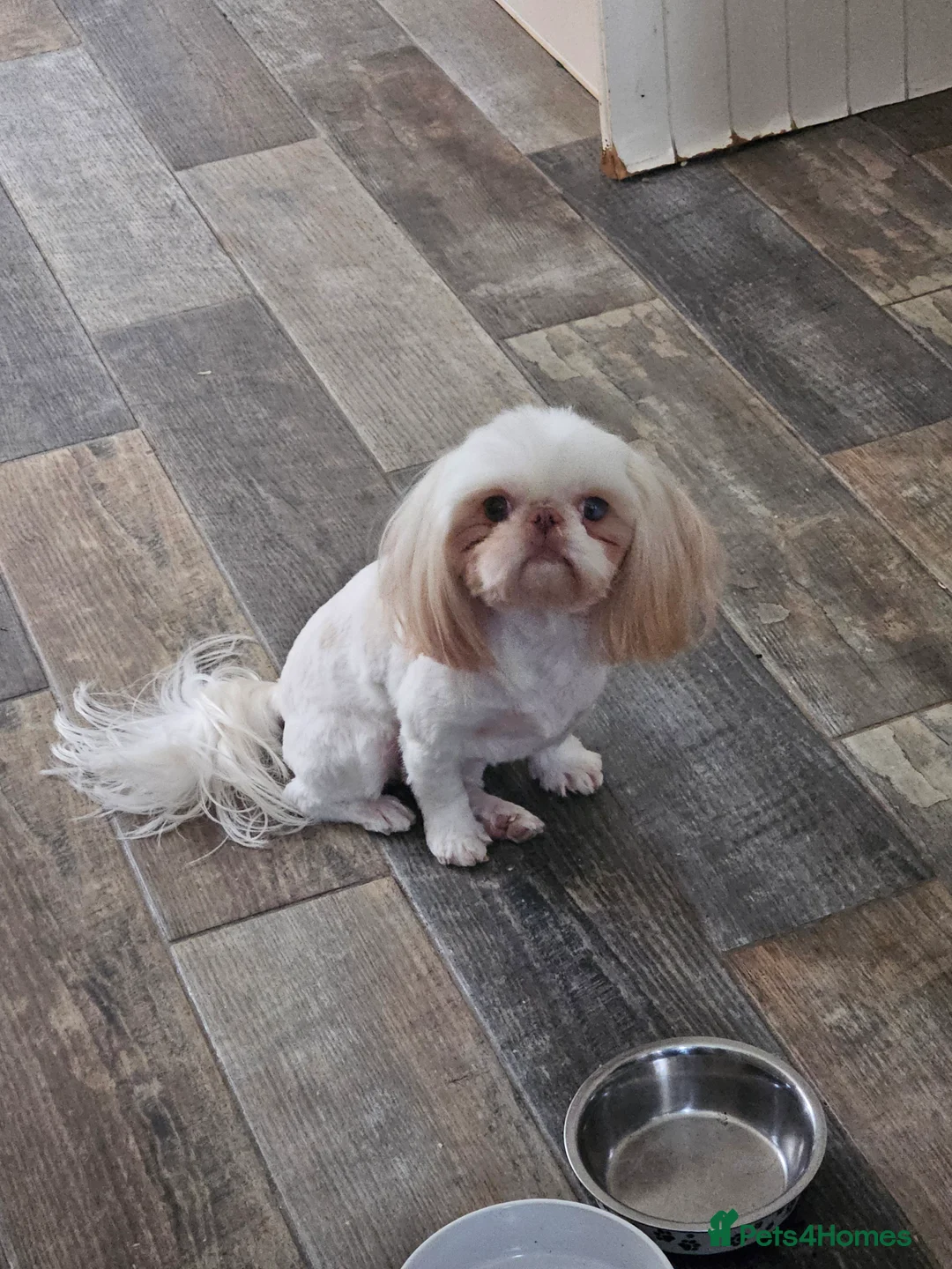 Shih Tzu dogs for sale: Stunning imperial girl - Advert 2