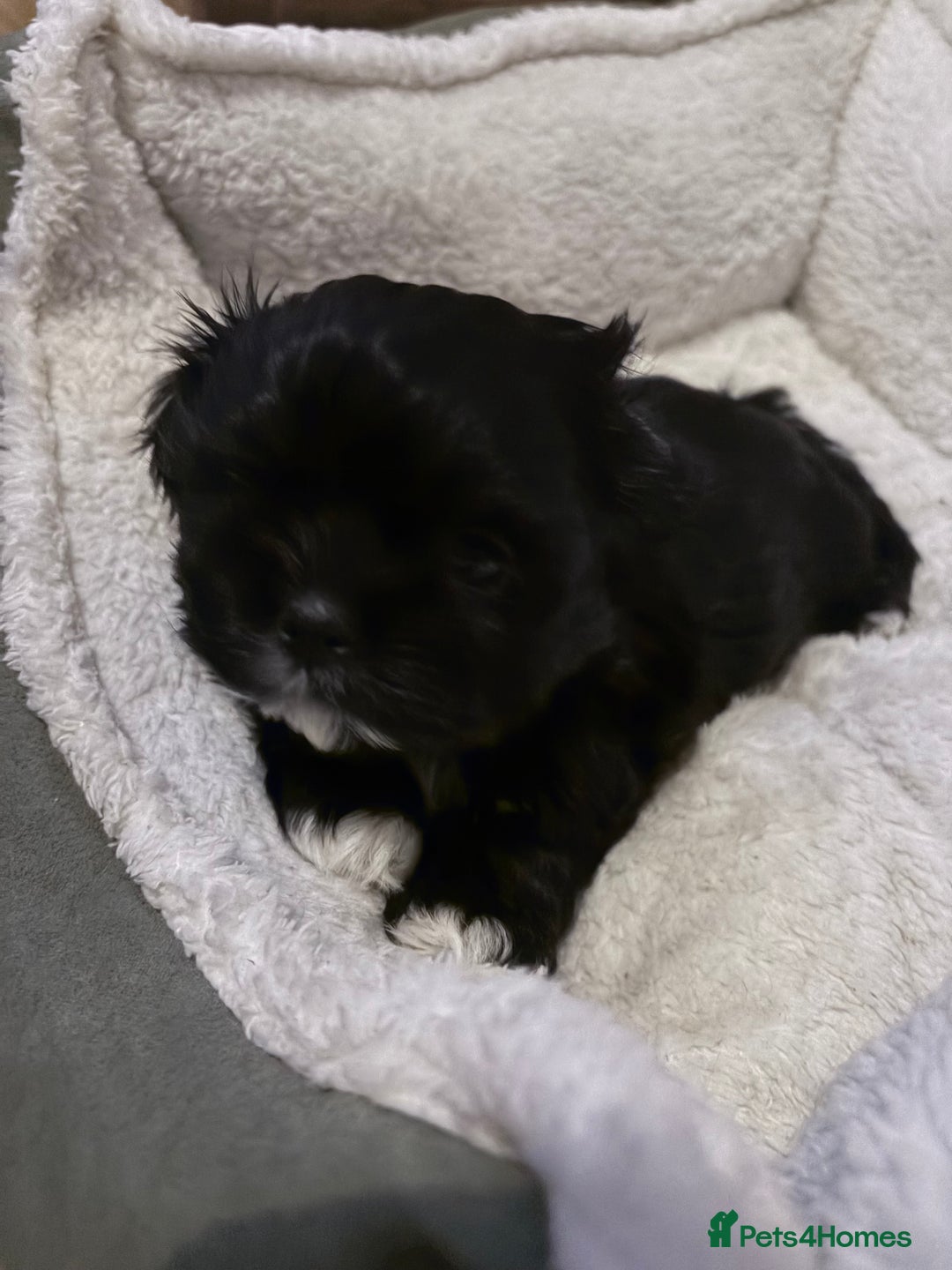 Shih Tzu dogs for sale: shih tzu boy for sale  - Advert 7