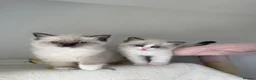 Ragdoll cats for sale: Pure bred European Ragdolls  - Advert 16