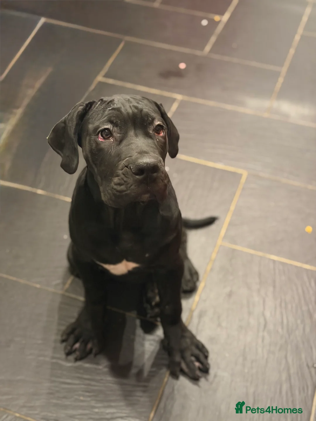 Cane Corso dogs for sale: Imported Bloodline Cane Corso Female Puppy - Advert 2