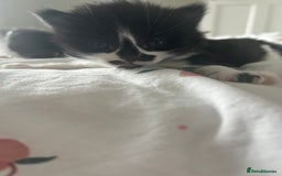 Mixed Breed cats for sale: 4 beautiful kittens  - Image 4