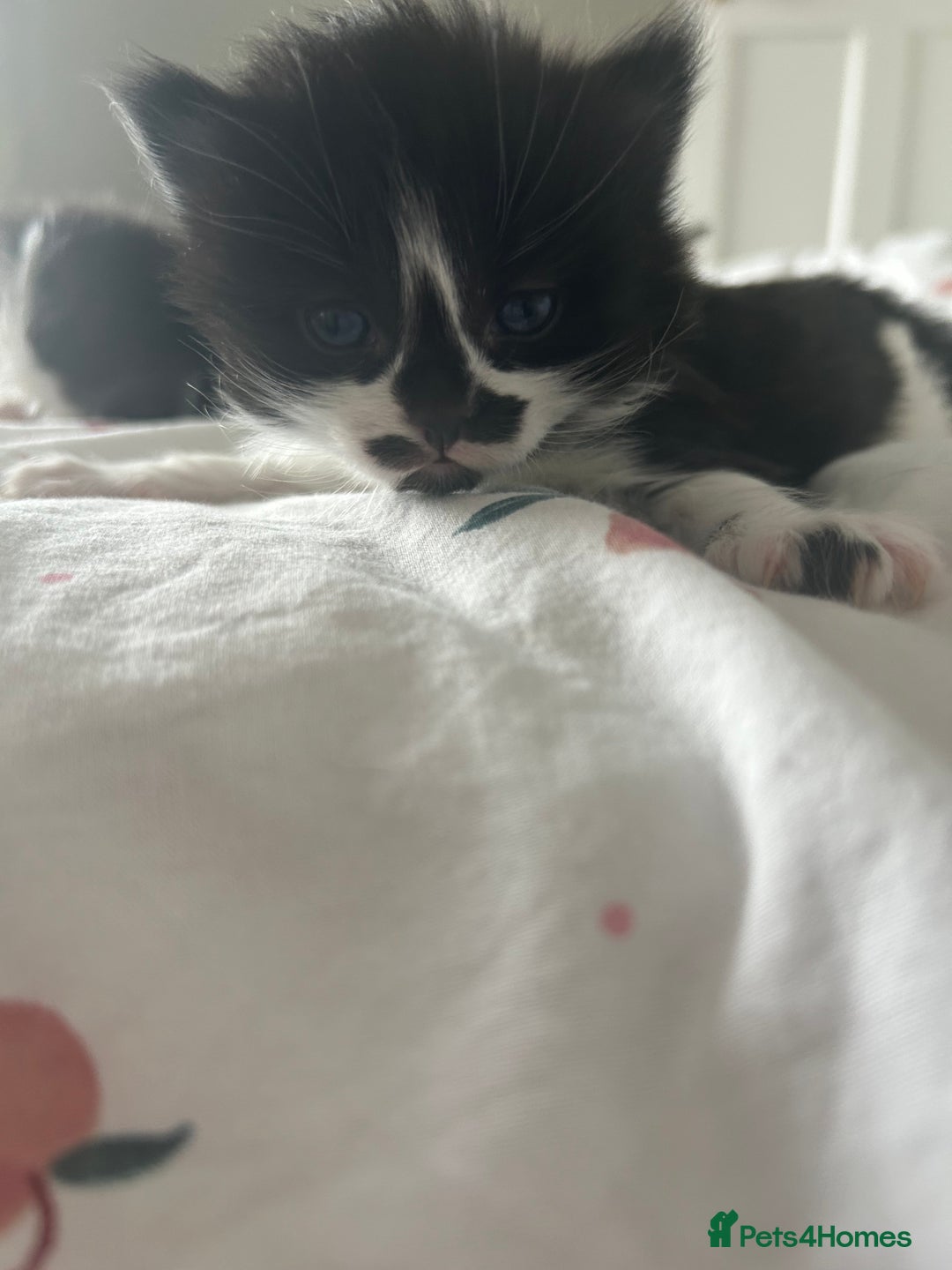 Mixed Breed cats for sale: 4 beautiful kittens  - Image 4