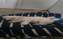 Maltese dogs for sale: Maltese boy for sale - Image 2