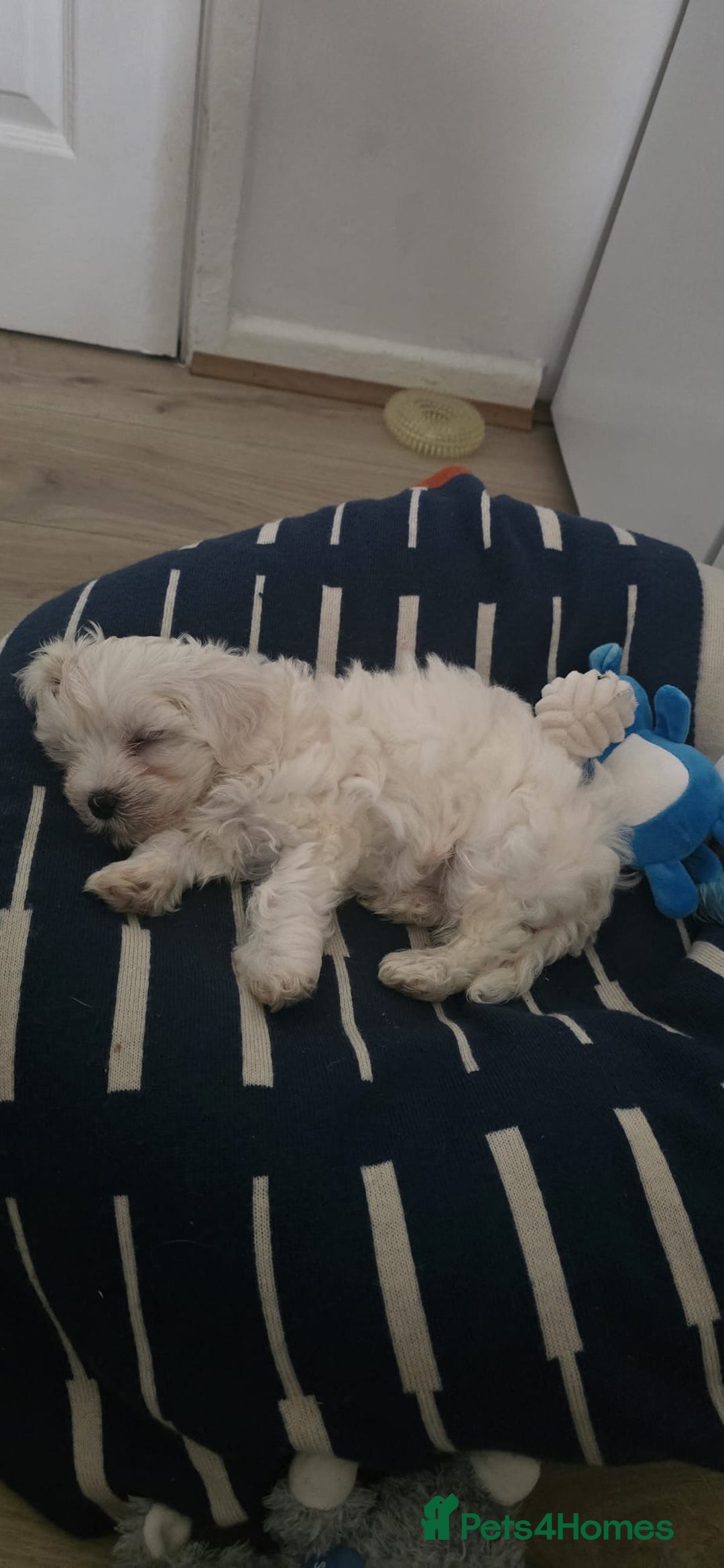 Maltese dogs for sale: Maltese boy for sale - Image 2