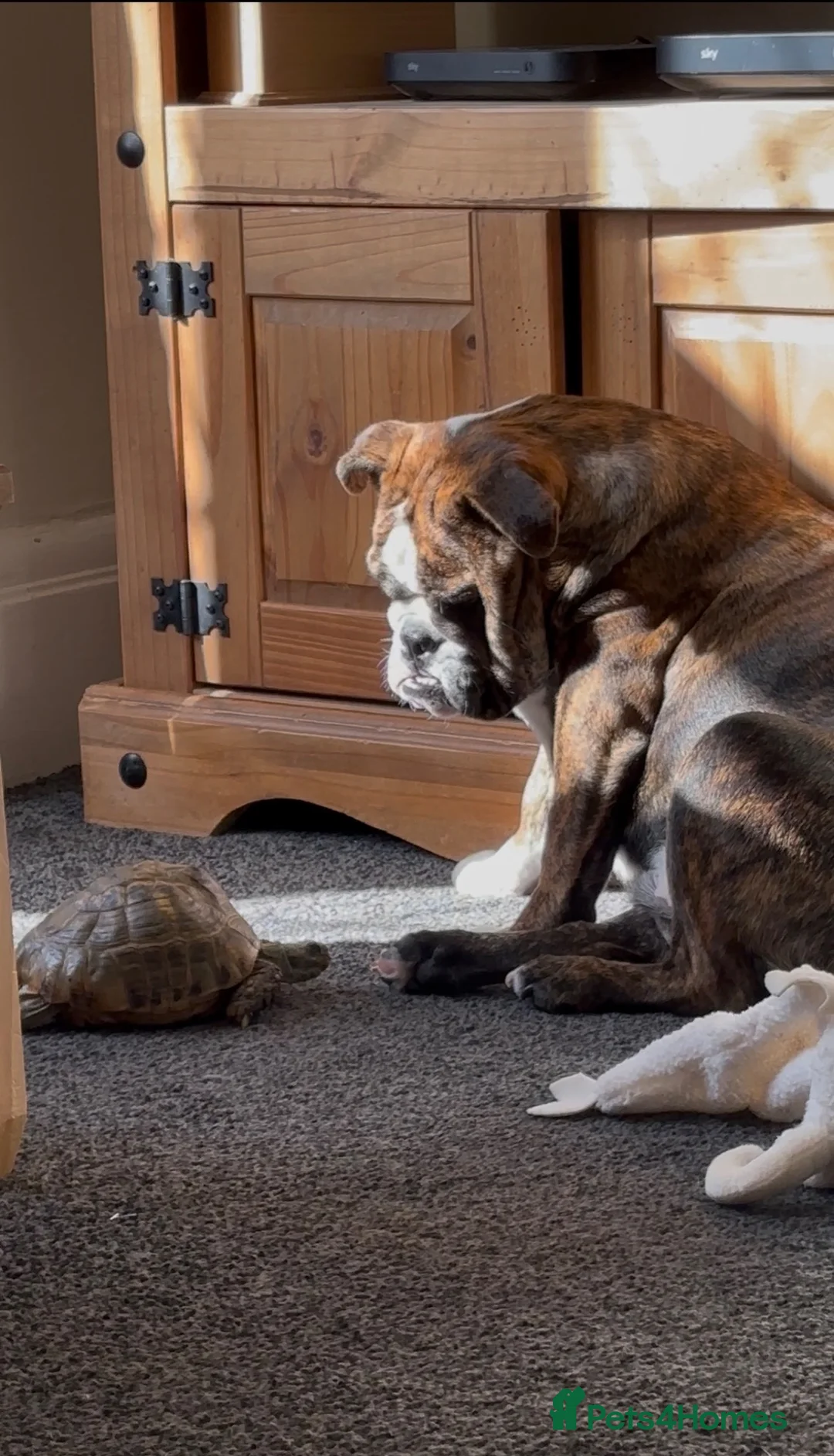 English Bulldog dogs for sale: Blue nicknamed Teacake - Advert 2