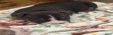 American Bully Puppy 3