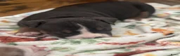 American Bully dogs for sale: Pocket bully puppies Merle fawn pied tri - Advert 12