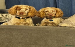 Cocker Spaniel dogs for stud: Show cocker spaniel  - Advert 4