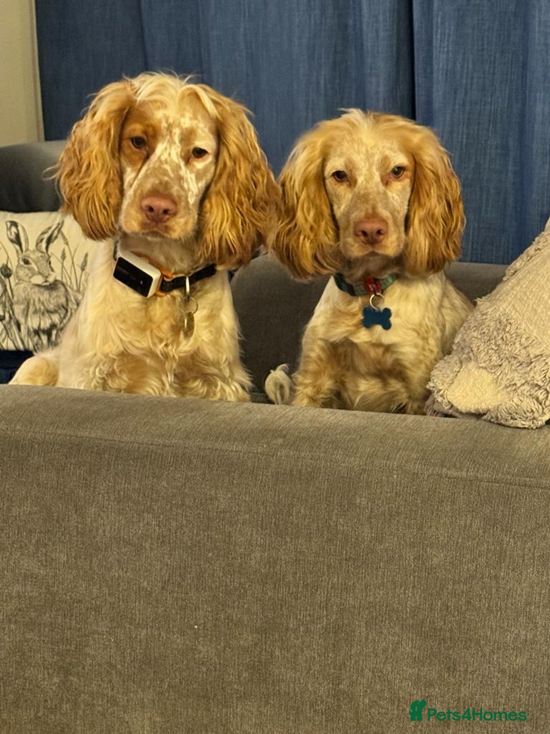 Cocker Spaniel dogs for stud: Show cocker spaniel  - Advert 4