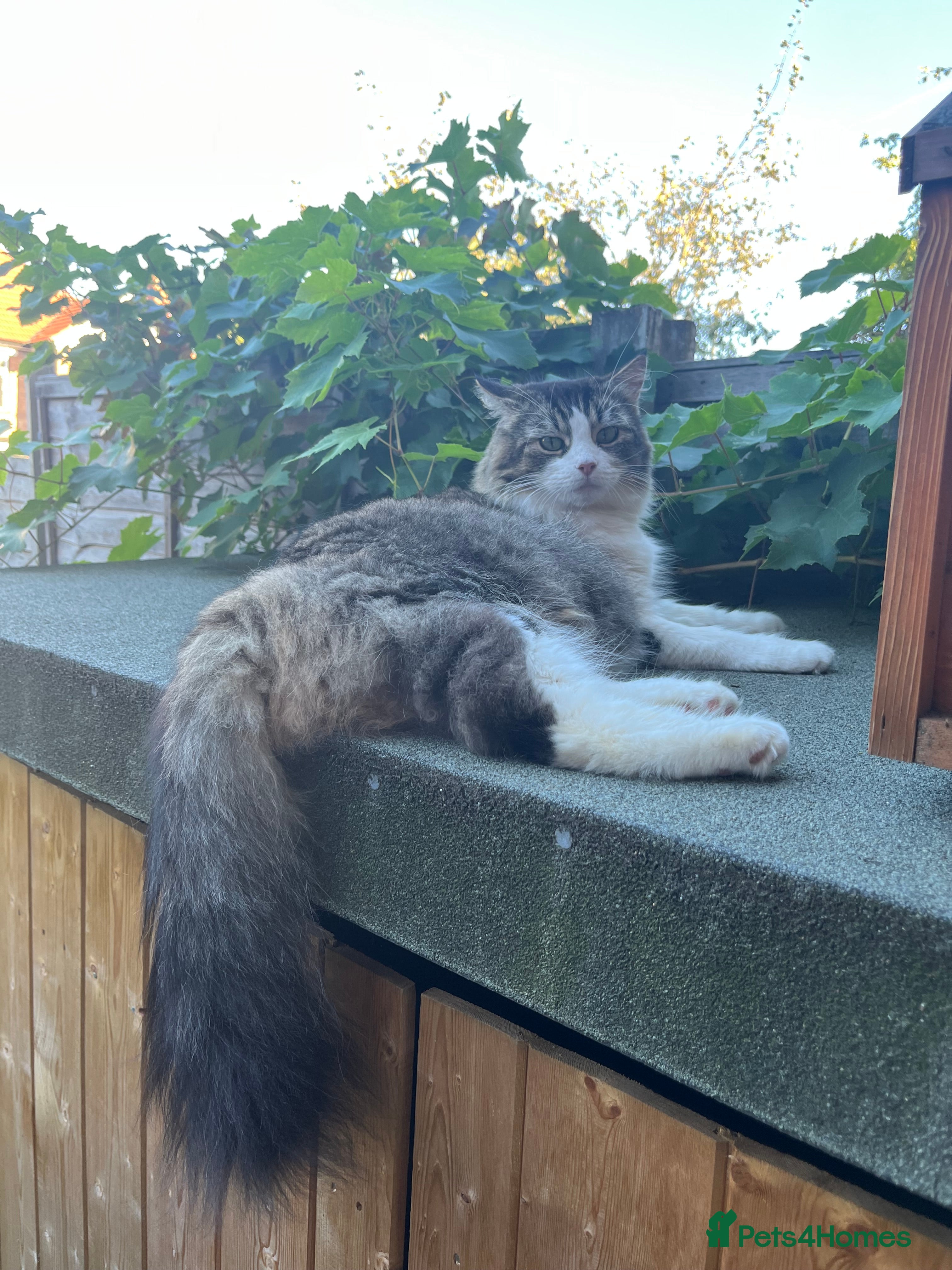 Siberian cats Stunning Siberian kittens 🐱 2 boys left !  - Advert 1