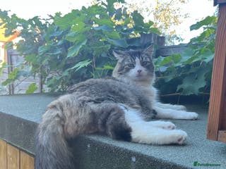 Siberian cats Stunning Siberian kittens 🐱 1 boy left ! - Advert 4