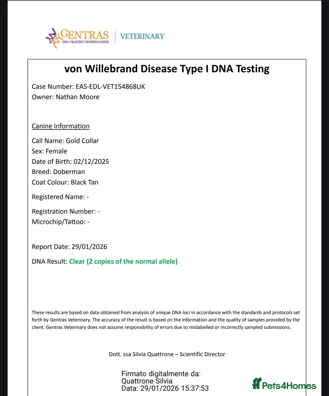 Dobermann dogs for sale: 4 EXCEPTIONALLY WELL BRED FEMALES ( REBEL X COLT) - Advert 8