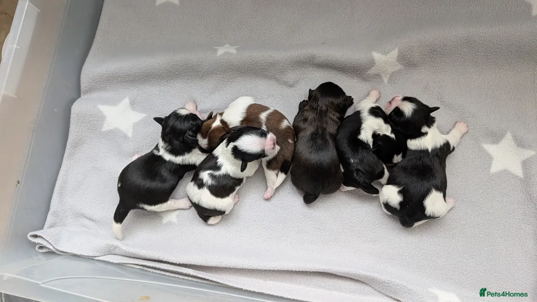 Shih Tzu dogs for sale: KC registered Shih Tzu puppies  in Harlow - Advert 1