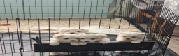 Maltese dogs for sale: Beautiful girls - Advert 8