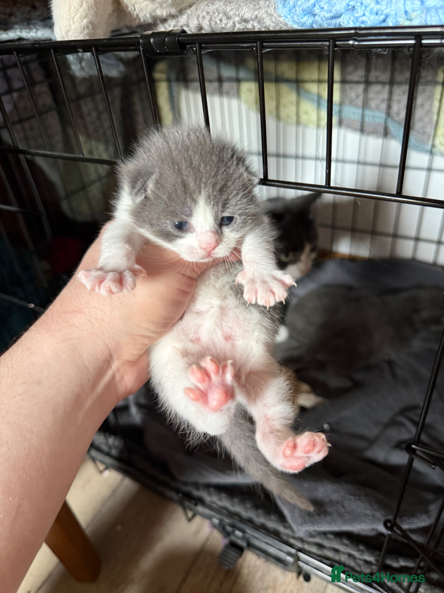 Mixed Breed cats Stunning female kitten (ragdoll cross shorthair)  - Advert 3