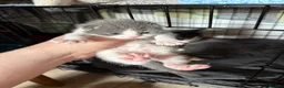 Mixed Breed cats for sale: Stunning female kitten (ragdoll cross shorthair)  - Advert 1