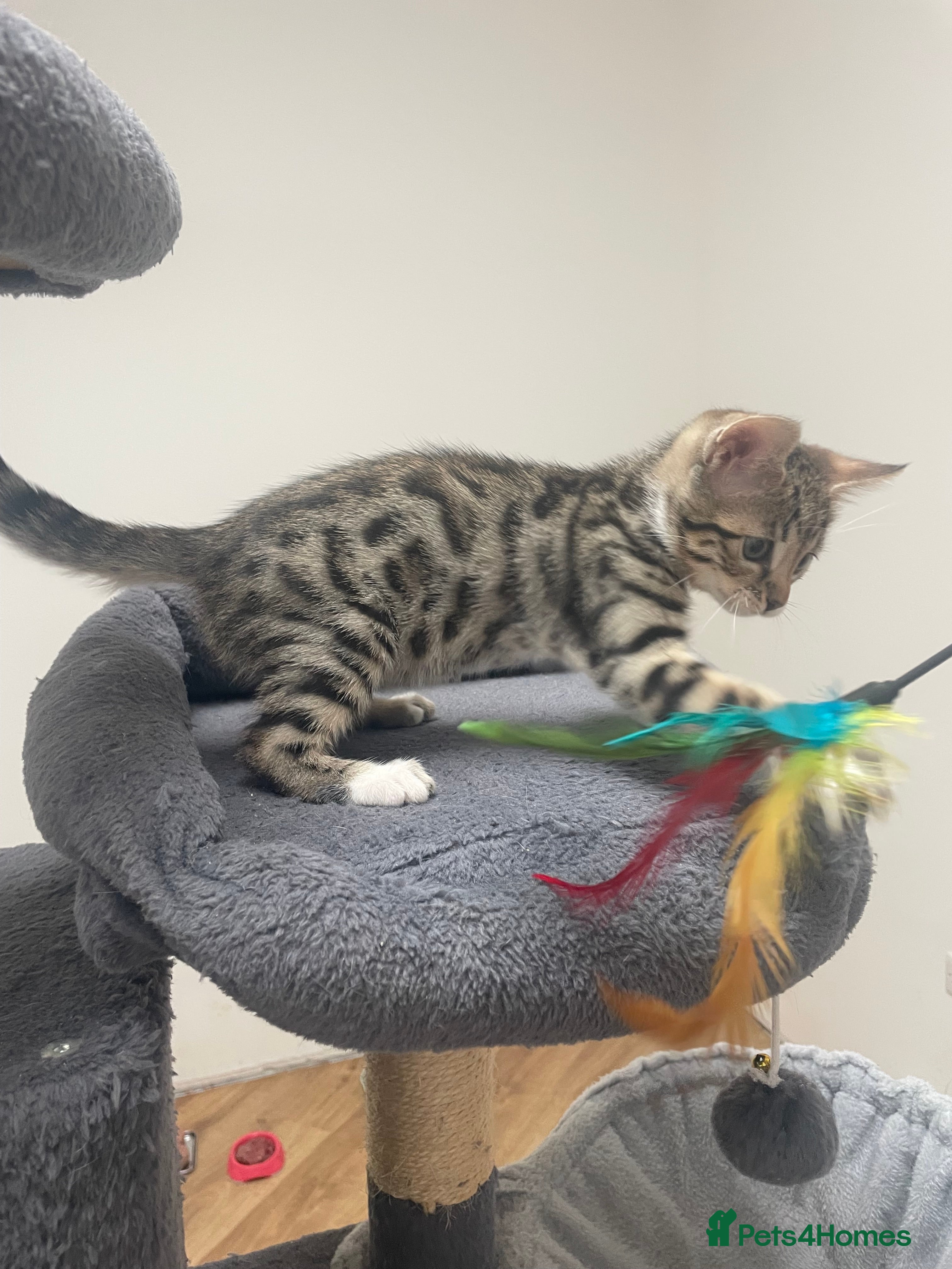 Bengal cats for sale: Bengal X Kittens - Advert 14