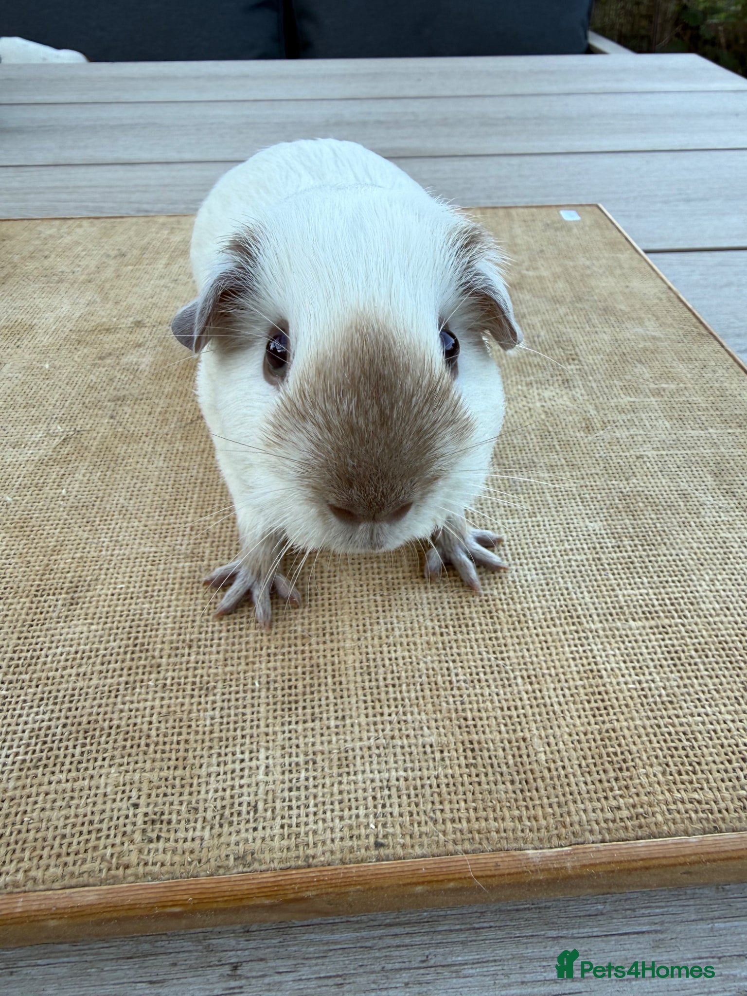 Guinea Pig rodents for sale: Pure bred Californian & Swiss guinea pigs - Advert 1