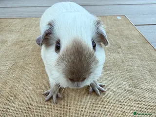 Guinea Pig rodents Pure bred Californian & Swiss guinea pigs - Advert 23