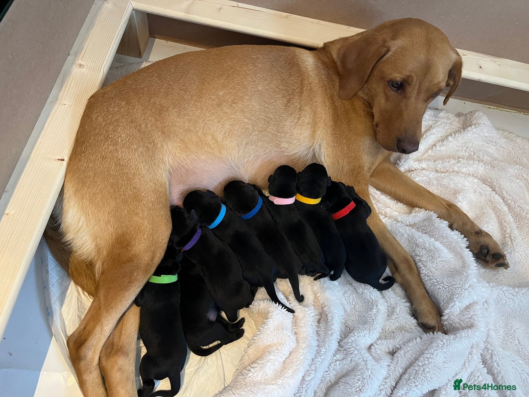 Labrador Retriever dogs for sale: KC Registered Black Labrador Puppies - Image 12