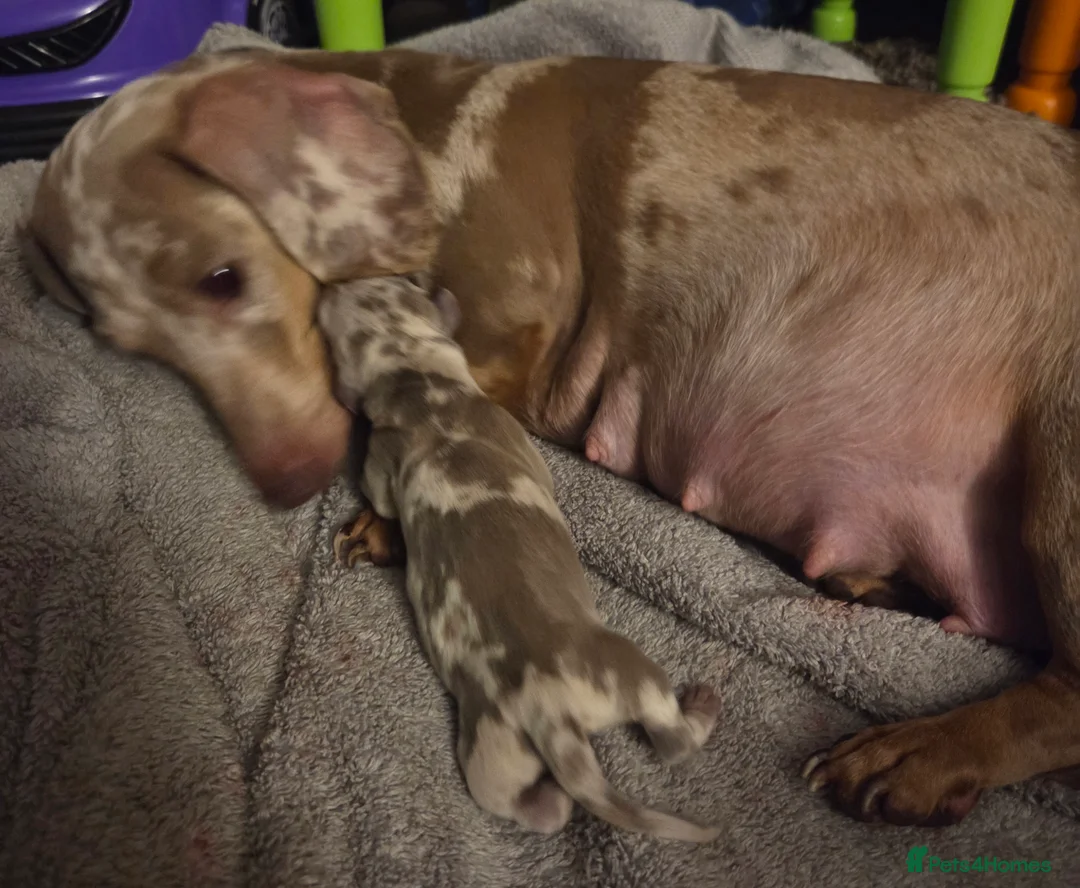 Miniature Dachshund dogs for sale: True Quality Minature Dachshunds - Advert 2