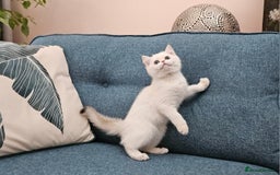 Scottish Fold cats for sale: Excellent Scottish straight kittens  - Image 26