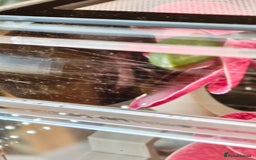 Spiders invertebrates for sale: 3 x female young adult jumping  spiders phidippus - Image 15