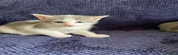 Mixed Breed cats for sale: Gorgeous grey, white and tabby kittens for sale - Advert 37