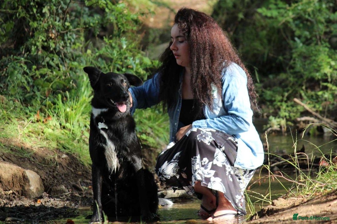 Border Collie dogs for sale: Border collie  - Image 7