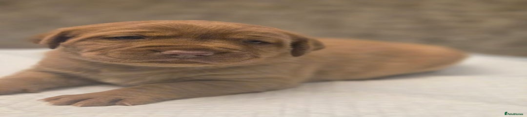 Labrador Retriever Puppy 4