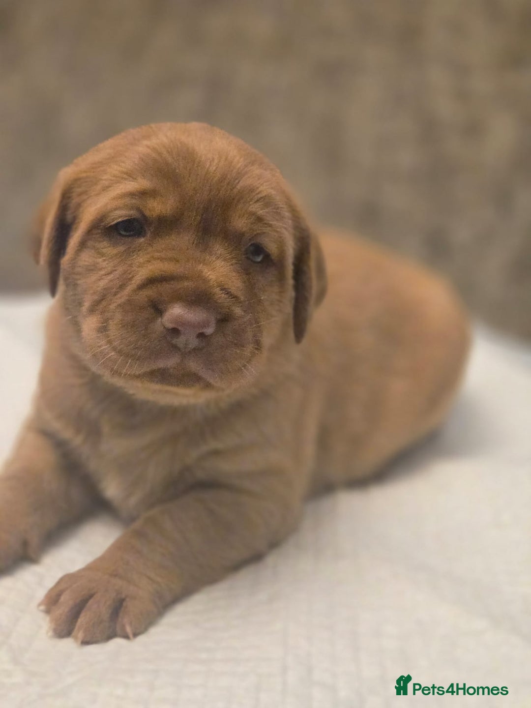 Labrador Retriever dogs for sale: Gorgeous Labrador Puppies – Ready December! - Image 10