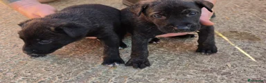 Belgian Shepherd Dog Puppy 10