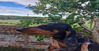 Dachshund dogs - Advert 8