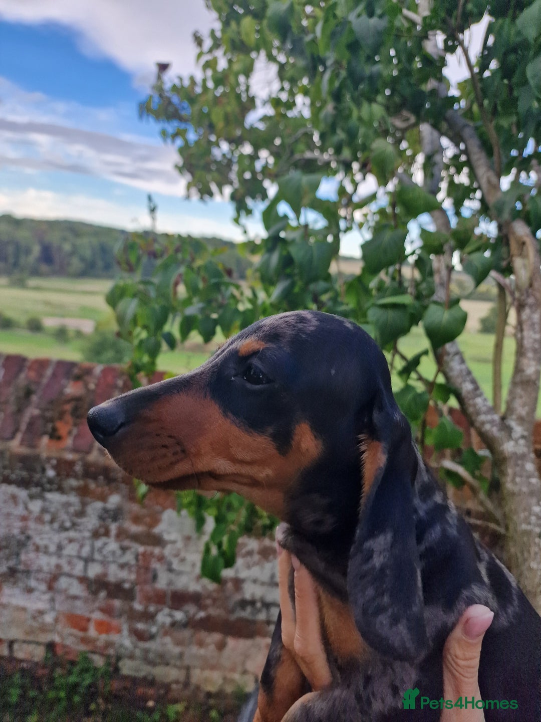 Dachshund dogs for sale: Standard Dachshund Show-quality Puppies - Image 3