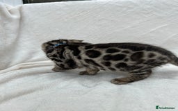 Bengal cats for sale: ❤️ GORGEOUS PURE BENGAL KITTENS ❤️ - Advert 23