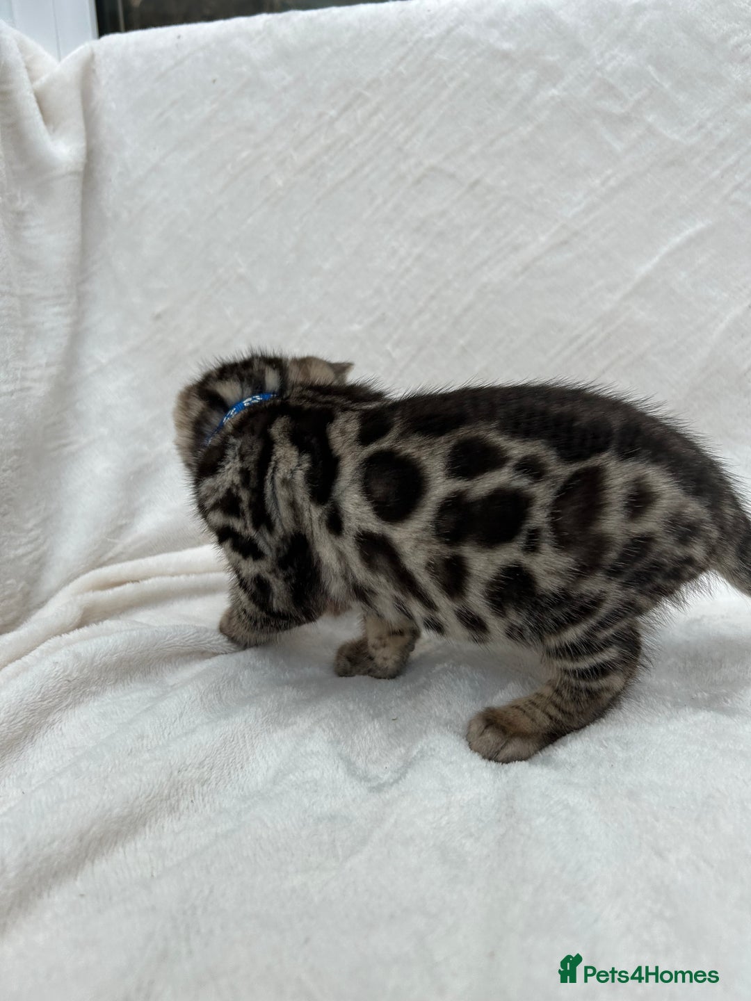 Bengal cats for sale: ❤️ GORGEOUS PURE BENGAL KITTENS ❤️ - Advert 23