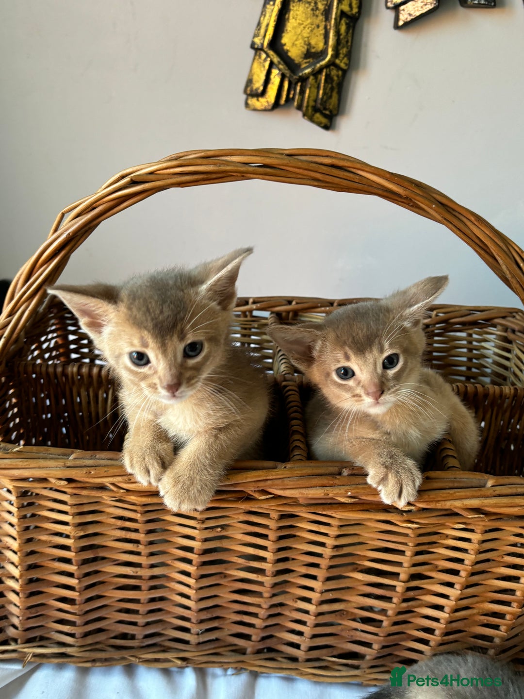 Abyssinian cats for sale: Pure pedigree fawn Abyssinian kittens 🐱  - Advert 24
