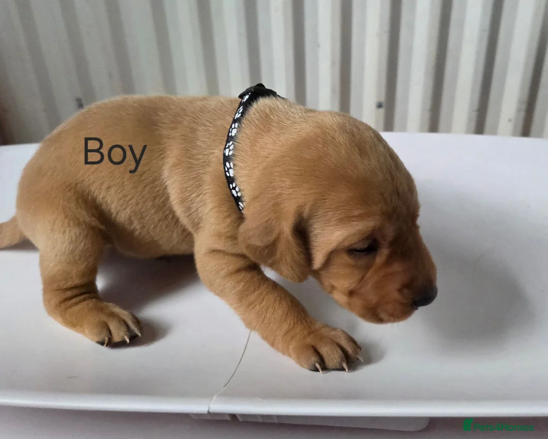 Labrador Retriever dogs for sale: Fox red labarador  - Advert 8