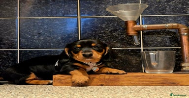 Miniature Dachshund dogs - Advert 9