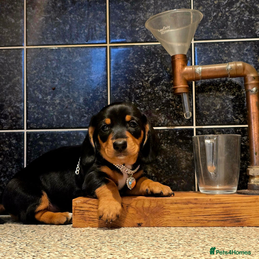 Miniature Dachshund dogs for sale: Quality miniature daschund  - Image 3