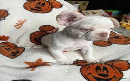 French Bulldog dogs for sale: TOP QUALITY FRENCH BULLDOGS  - Image 1