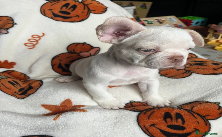 French Bulldog dogs - Advert 2