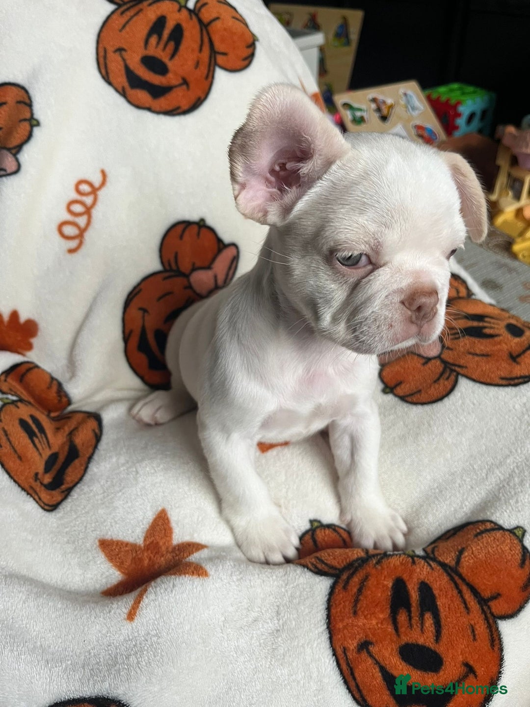 French Bulldog dogs for sale: TOP QUALITY FRENCH BULLDOGS  - Image 1