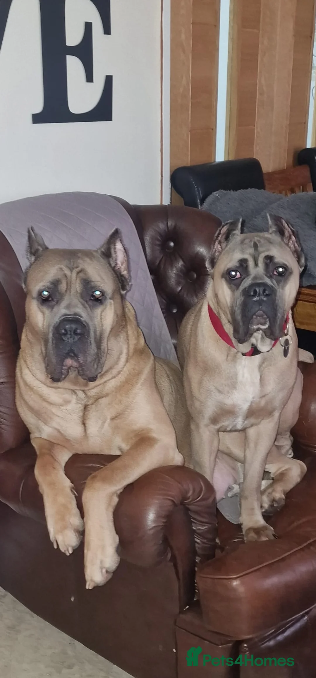 Cane Corso dogs for sale: Male Cane Corso Pup - Advert 12