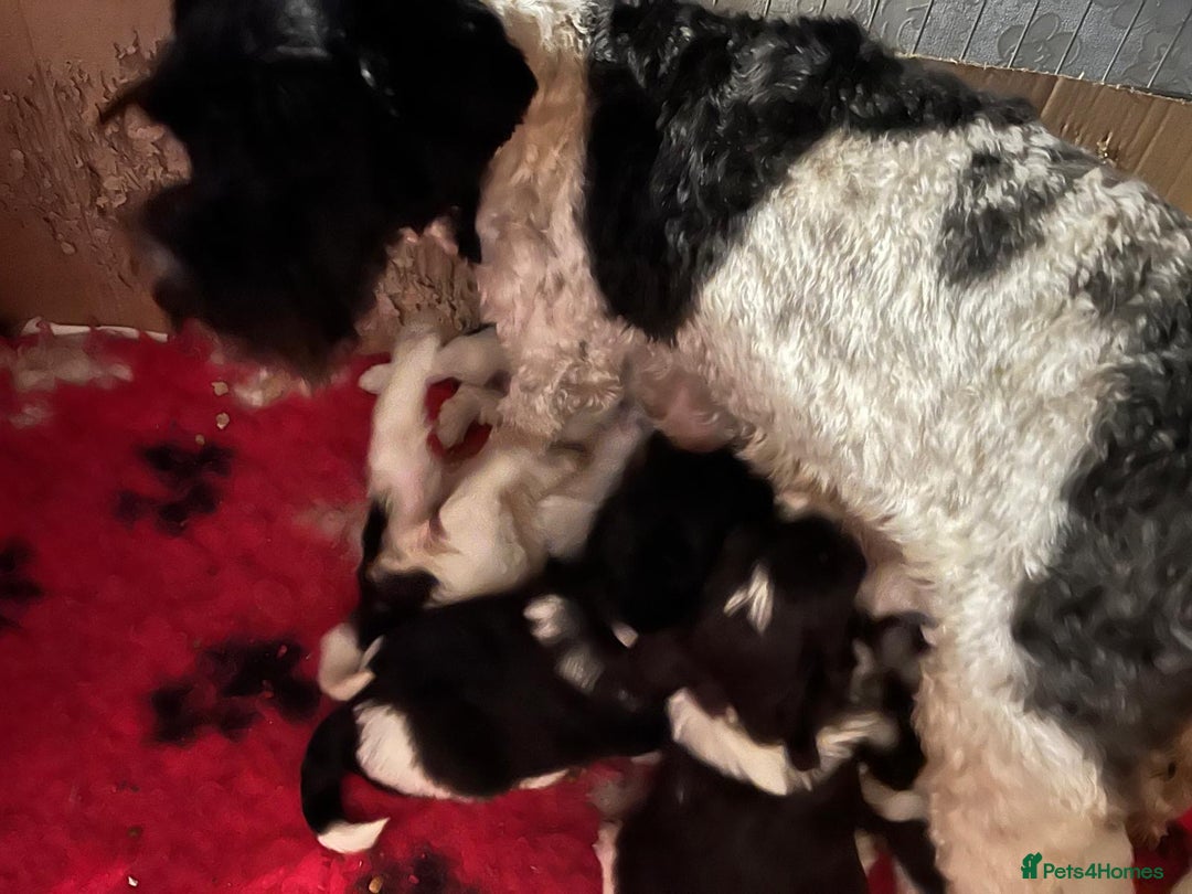 Miniature Schnauzer dogs for sale: OMG ❤️RARE  PEDIGREE PARTI MINIATURE SCHNAUZER  - Advert 30